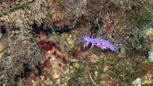 Nudibranco