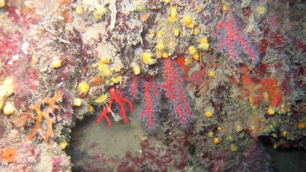 Il corallo rosso dell'Argentario presente già a partire dai 16 metri di profondità
