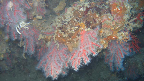 Immagine del corallo presente in questa immersione