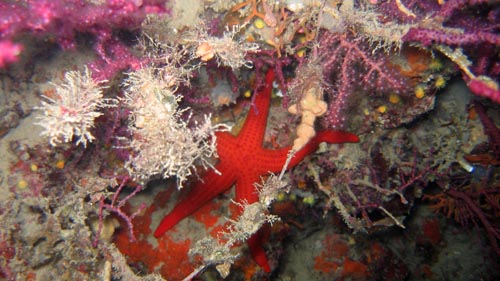 Una stella marina su un reef coralligeno fotografata presso l'Argentarola Nord